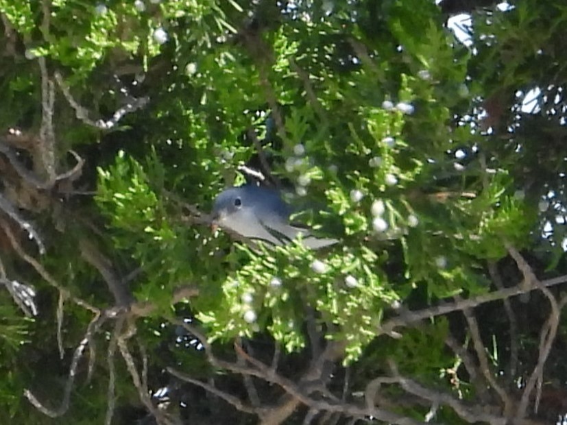 Blue-gray Gnatcatcher - ML608858611