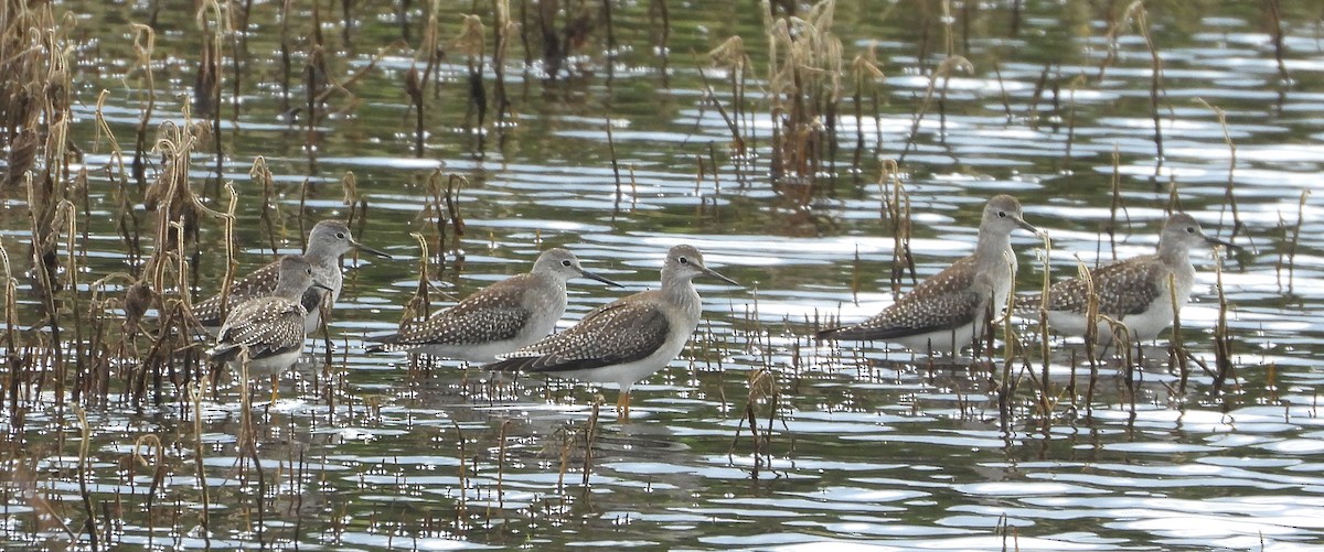 Lesser Yellowlegs - ML608858624