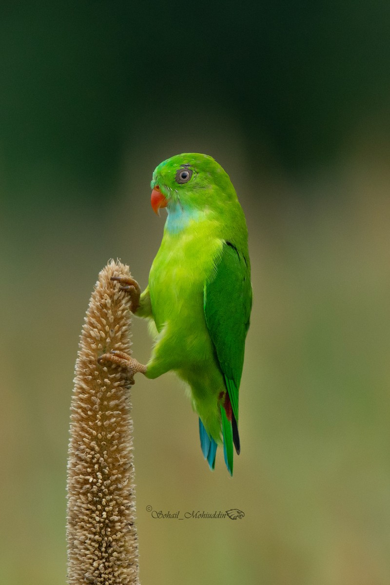 Vernal Hanging-Parrot - ML608858635