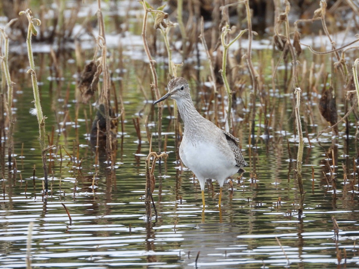 Lesser Yellowlegs - Francois Bourret