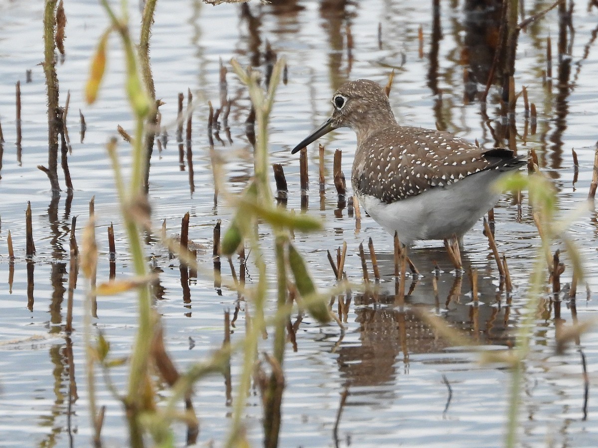 Solitary Sandpiper - ML608858673