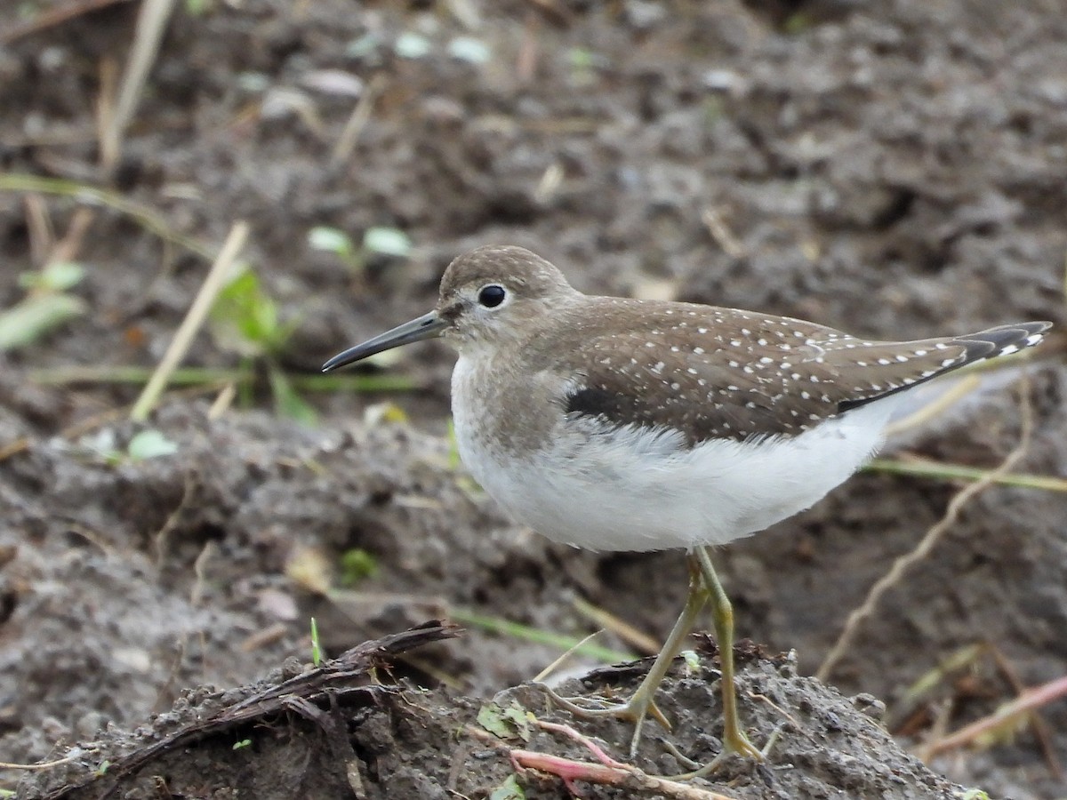 Solitary Sandpiper - ML608858683