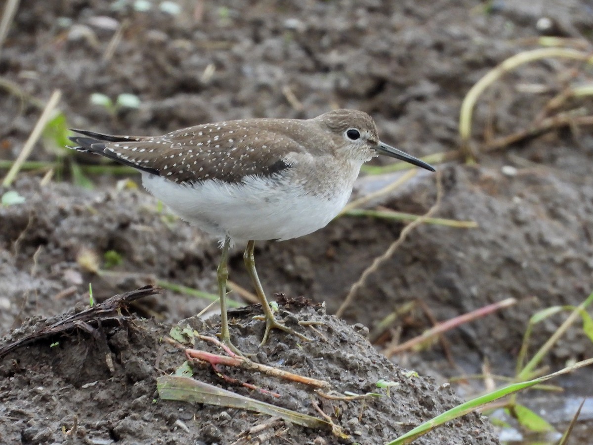 Solitary Sandpiper - ML608858685