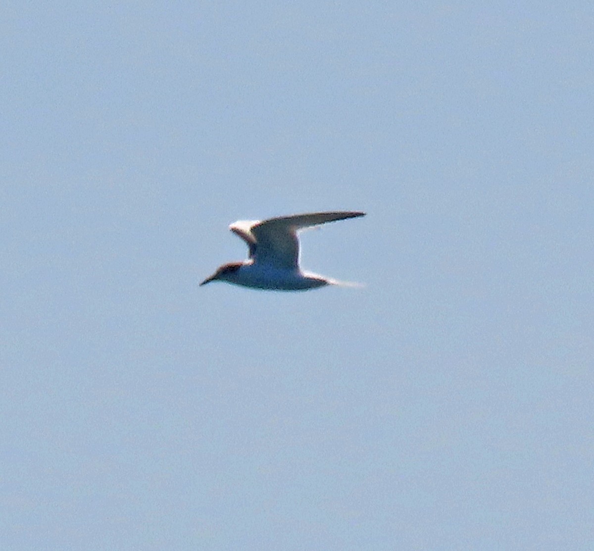 Common Tern - Shilo McDonald