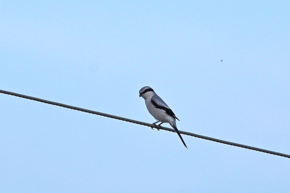 Great Gray Shrike - ML608858778