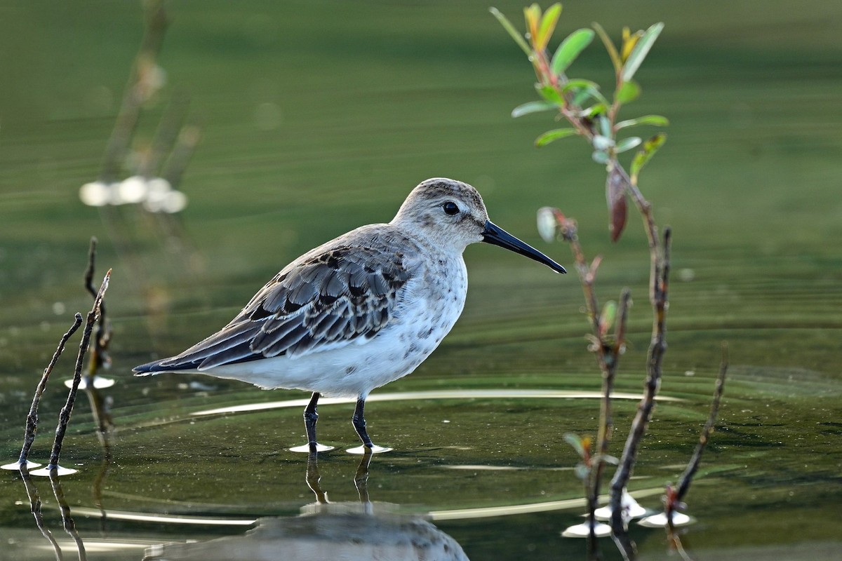 Dunlin - ML608858827