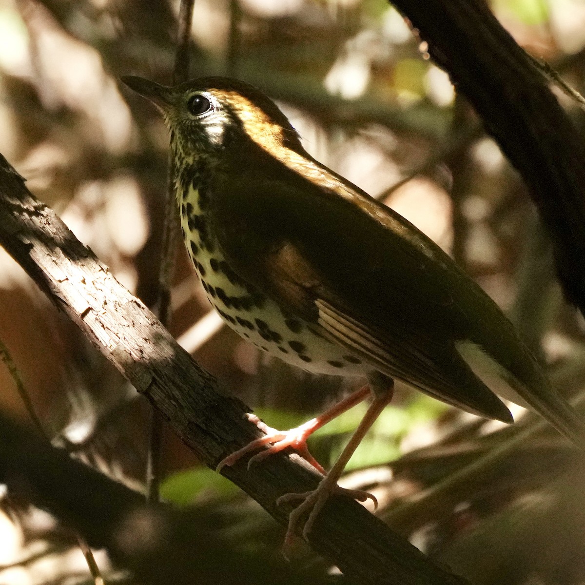 Wood Thrush - ML608858860