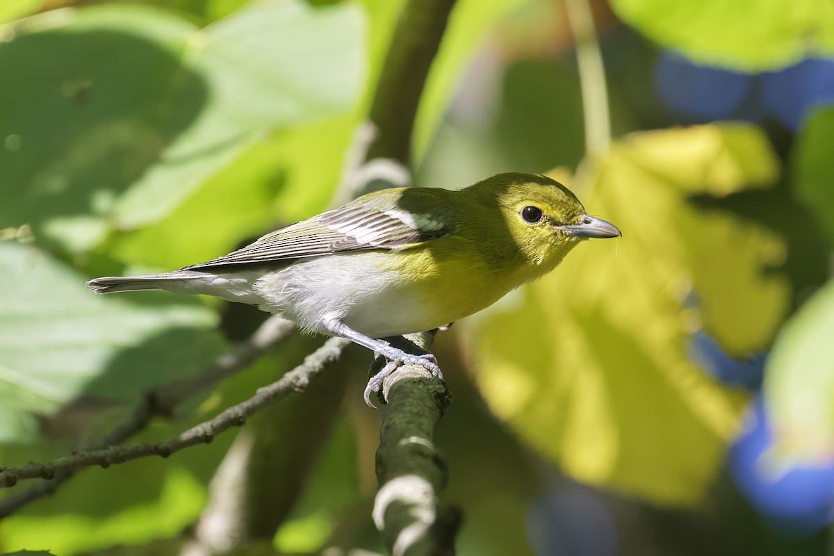 Yellow-throated Vireo - ML608858944