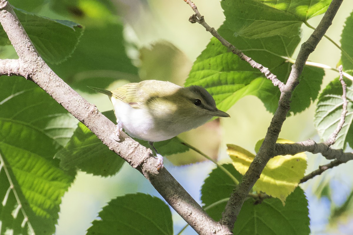 Red-eyed Vireo - ML608858976