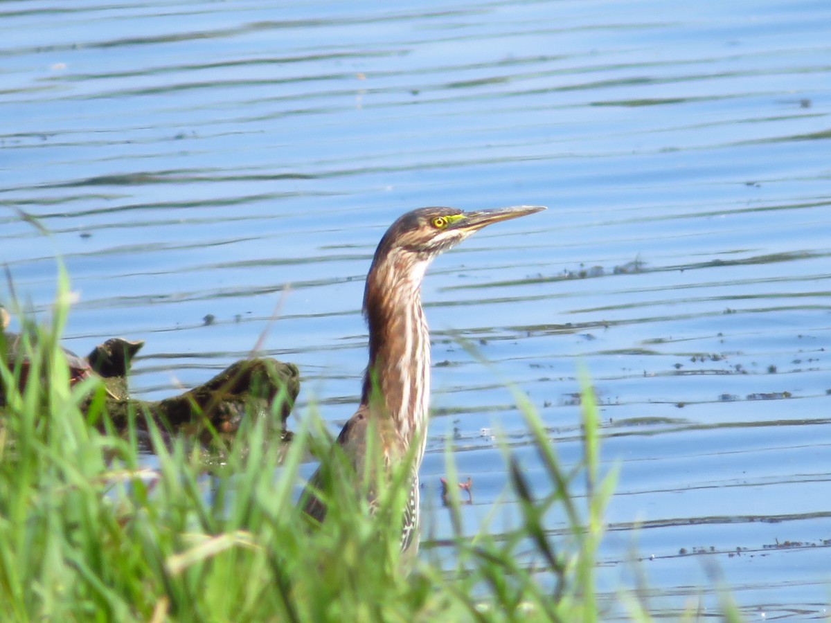 Green Heron - ML608858977