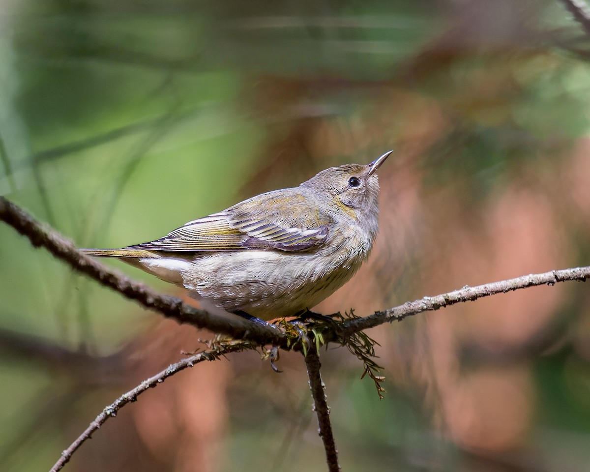 Cape May Warbler - ML608859032