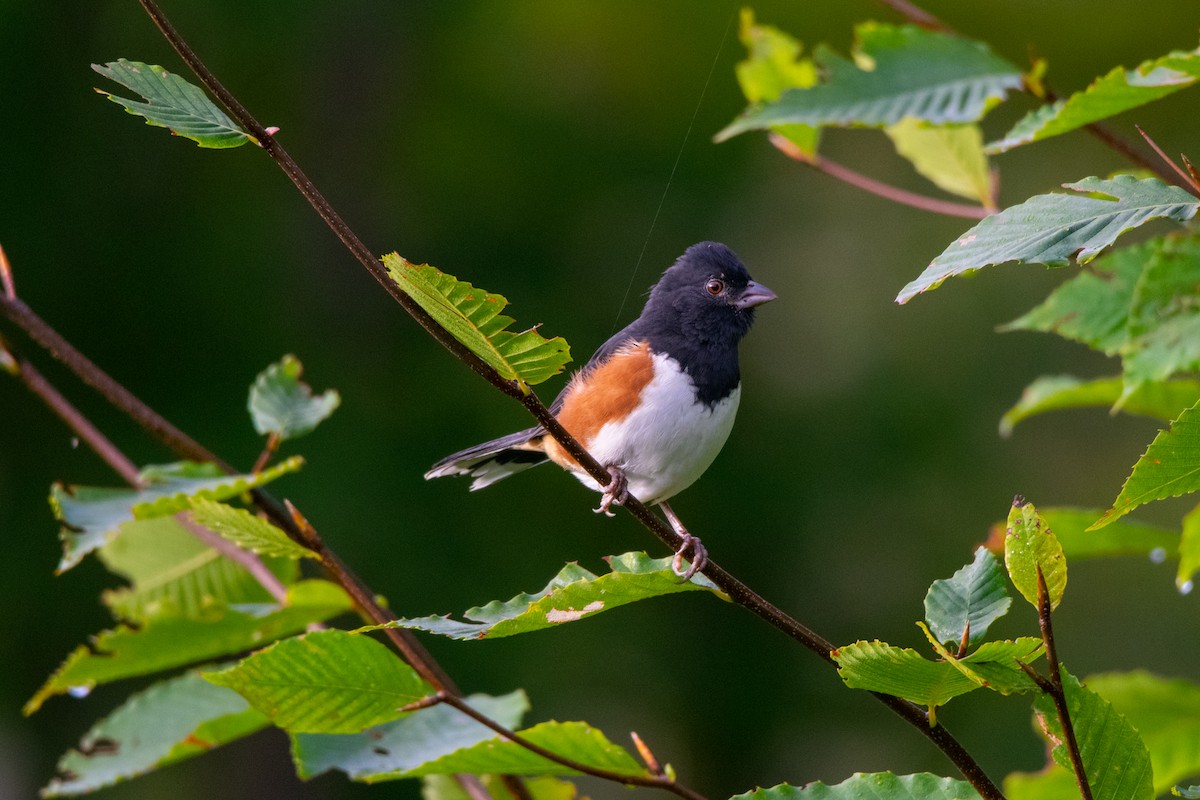 Eastern Towhee - ML608859119