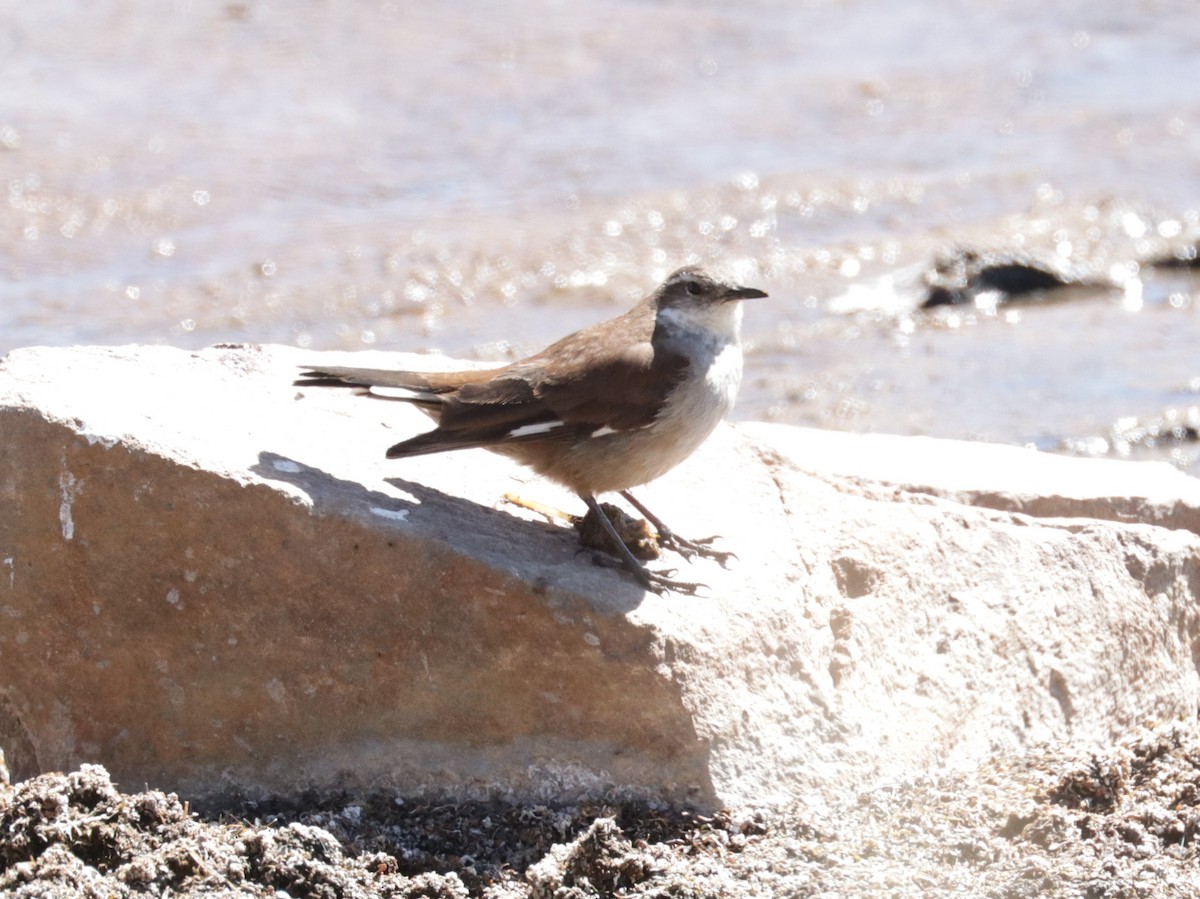 White-winged Cinclodes - ML608859146