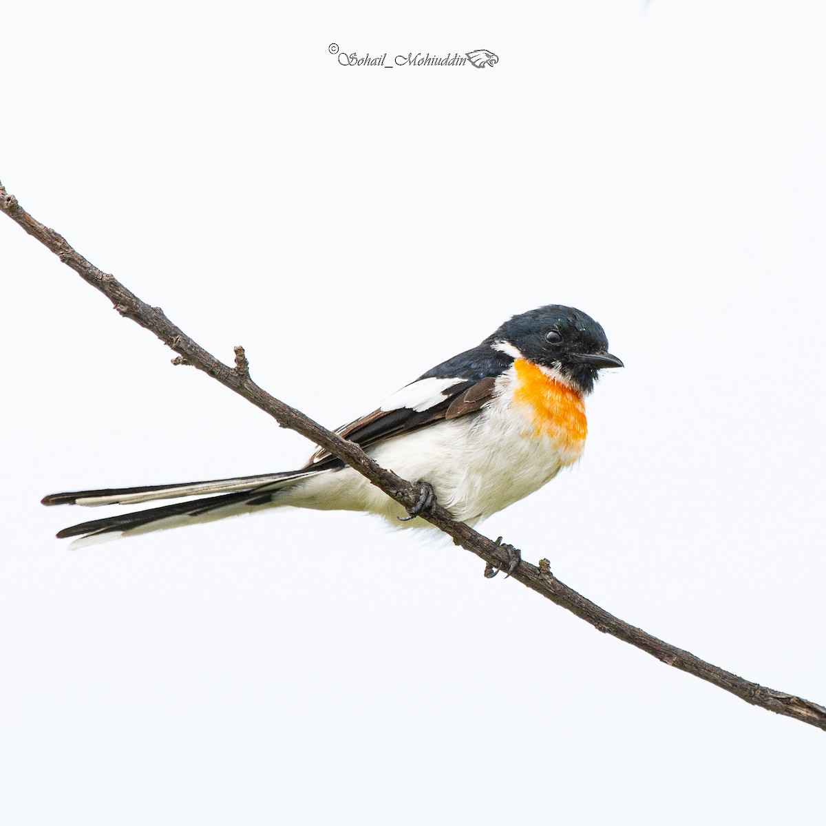 White-bellied Minivet - ML608859160