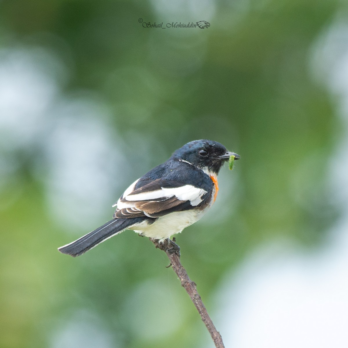 Minivet à ventre blanc - ML608859161