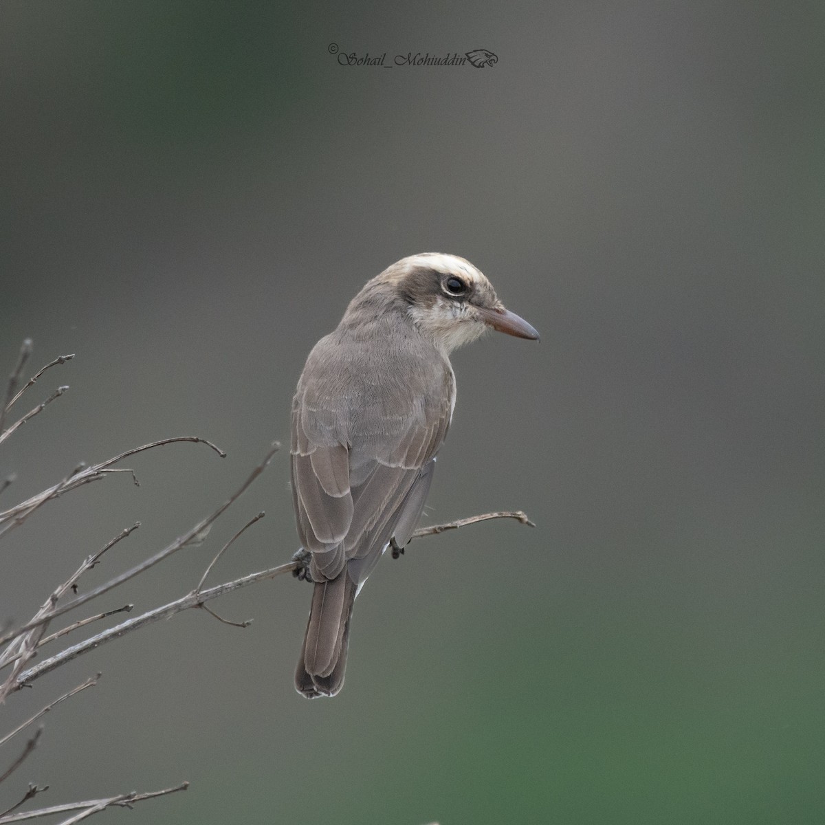 Black-headed Cuckooshrike - ML608859167