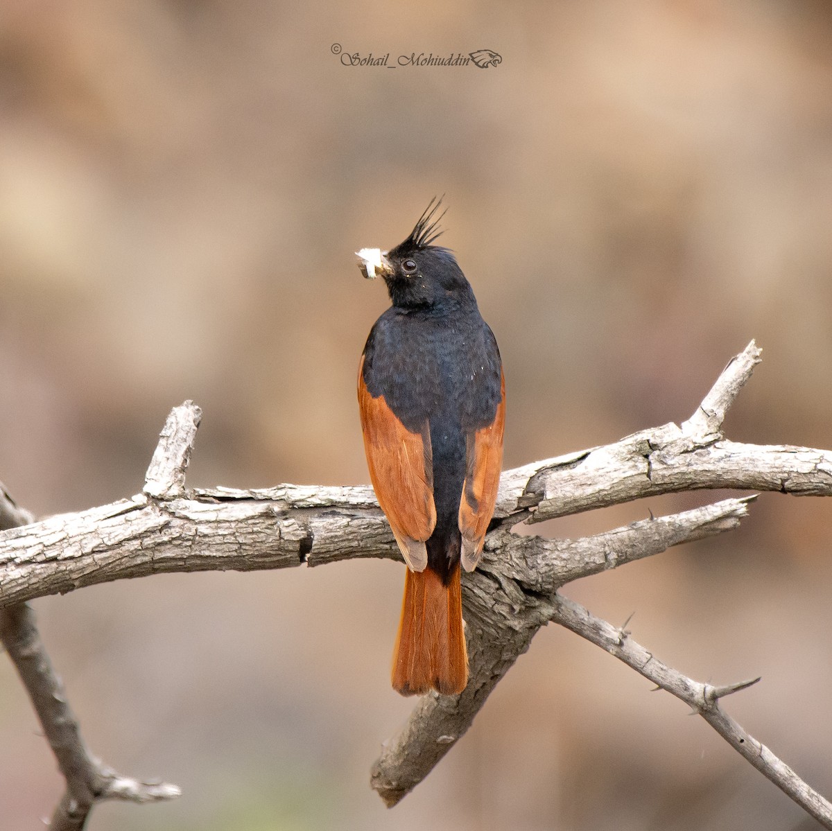 Crested Bunting - ML608859175