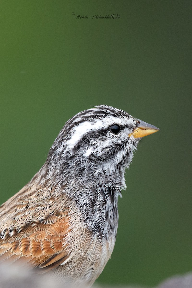 Striolated Bunting - ML608859180