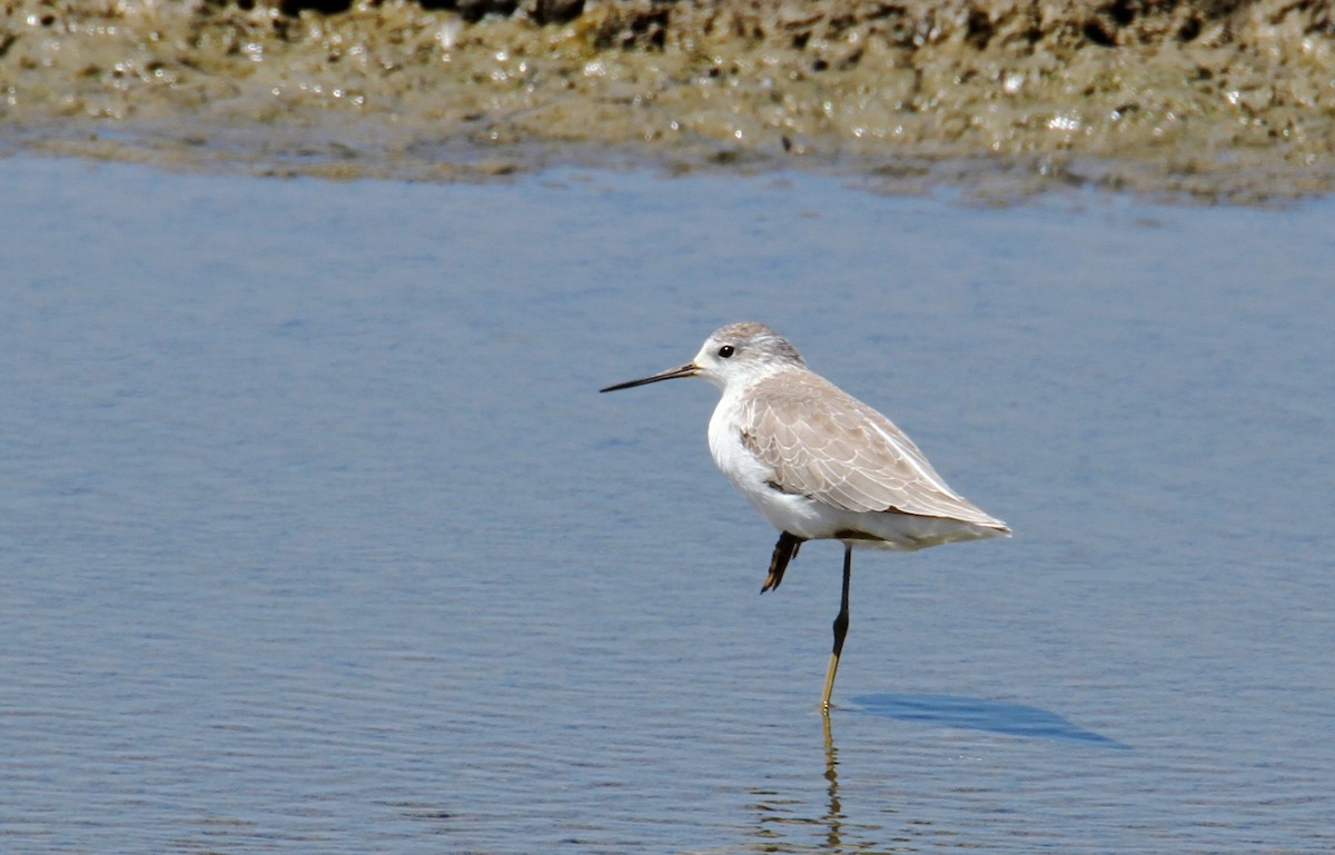 Teichwasserläufer - ML608859317