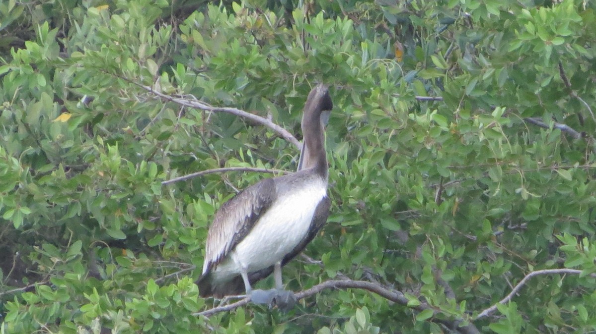 Brown Pelican - Delvis Toledo