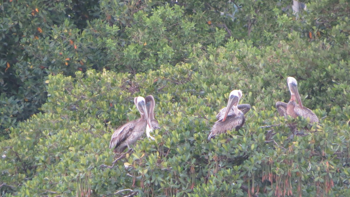 Brown Pelican - Delvis Toledo