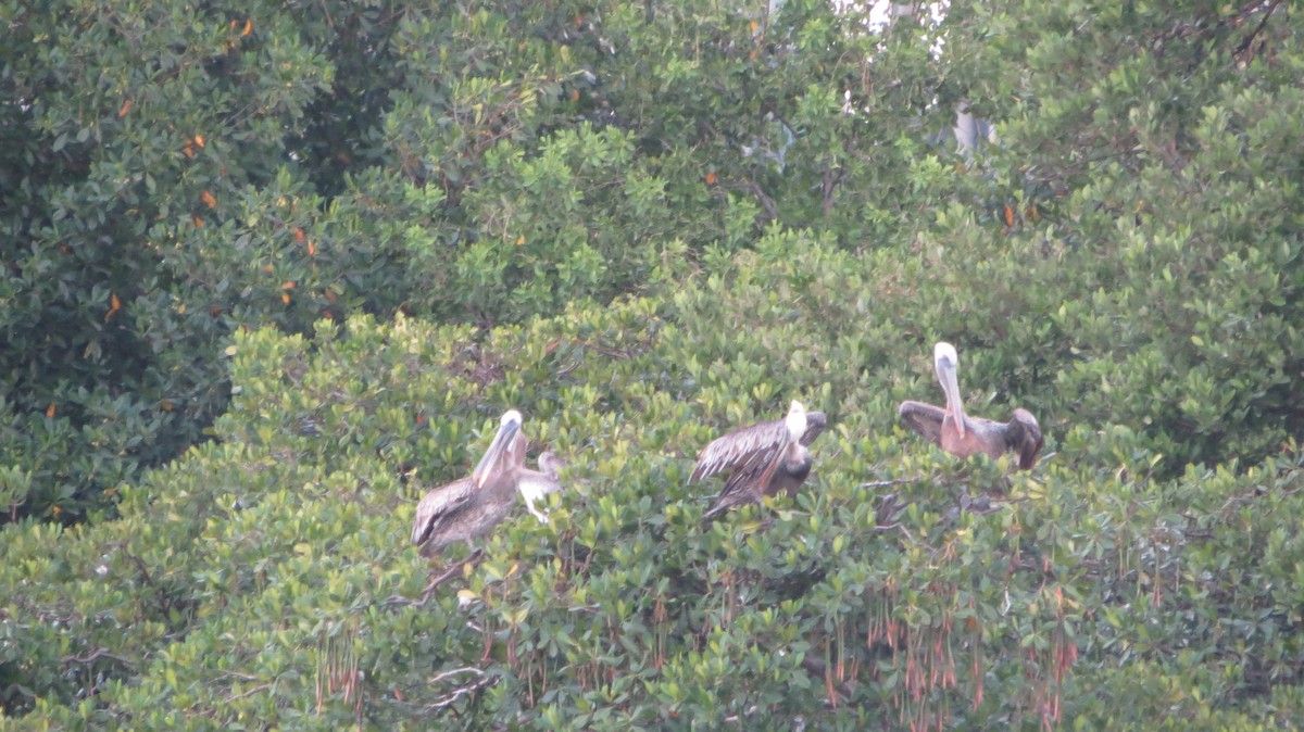 Brown Pelican - ML608859365