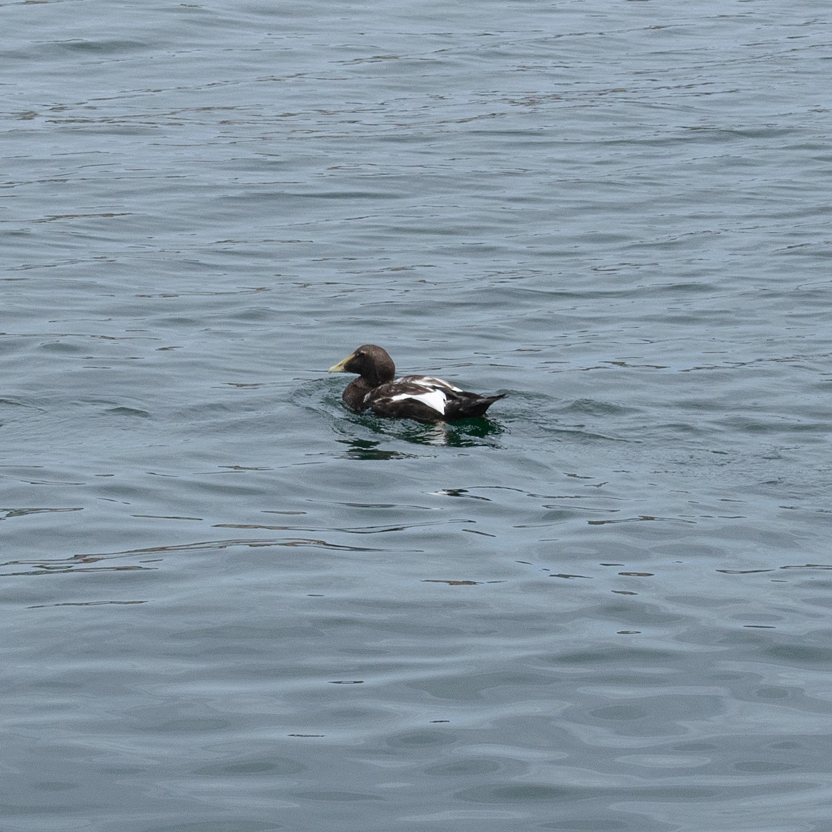 Common Eider - Ruth Sneesby