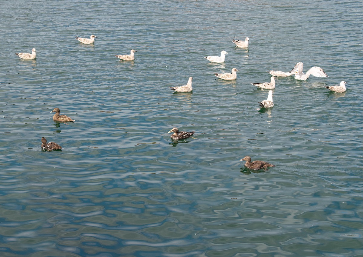 Common Eider - ML608859508