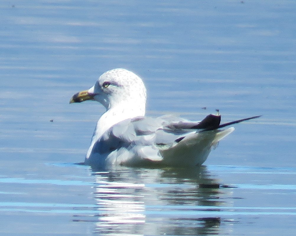 Ring-billed Gull - ML608859513