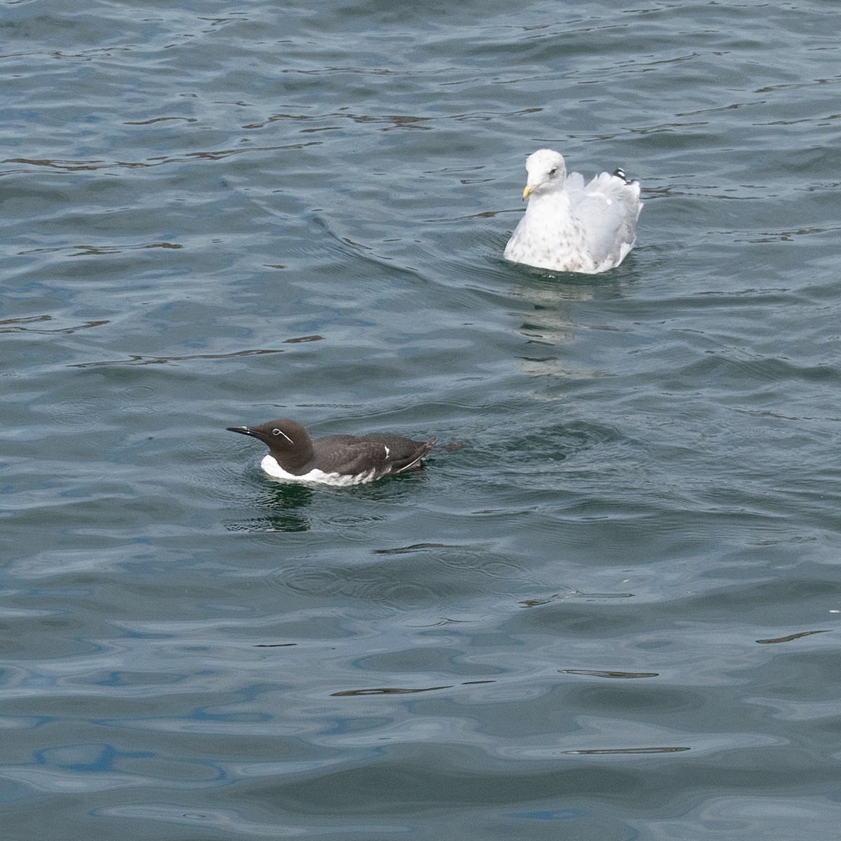 Common Murre - Ruth Sneesby