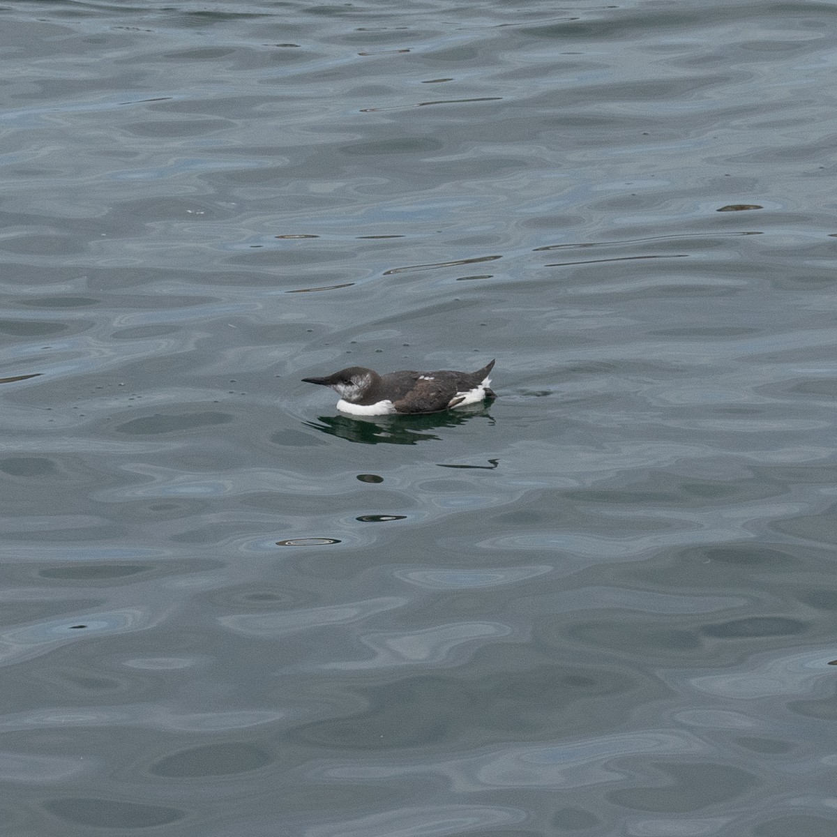 Common Murre - Ruth Sneesby