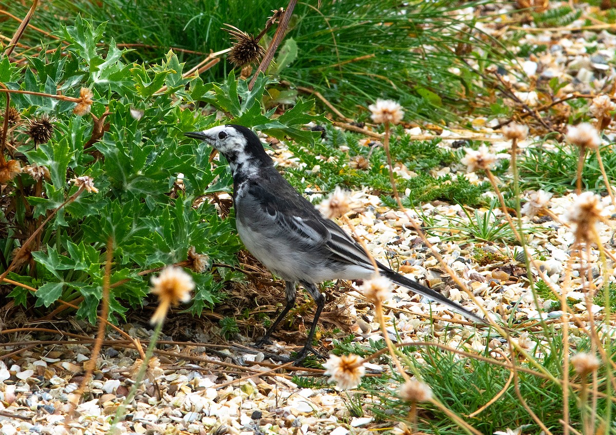 White Wagtail - Ruth Sneesby