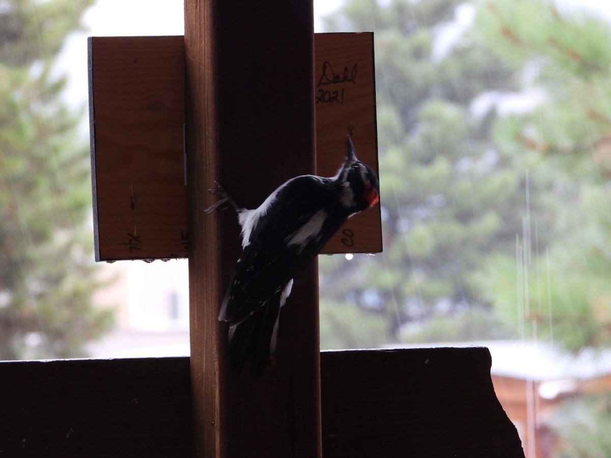 Hairy Woodpecker - ML608859710