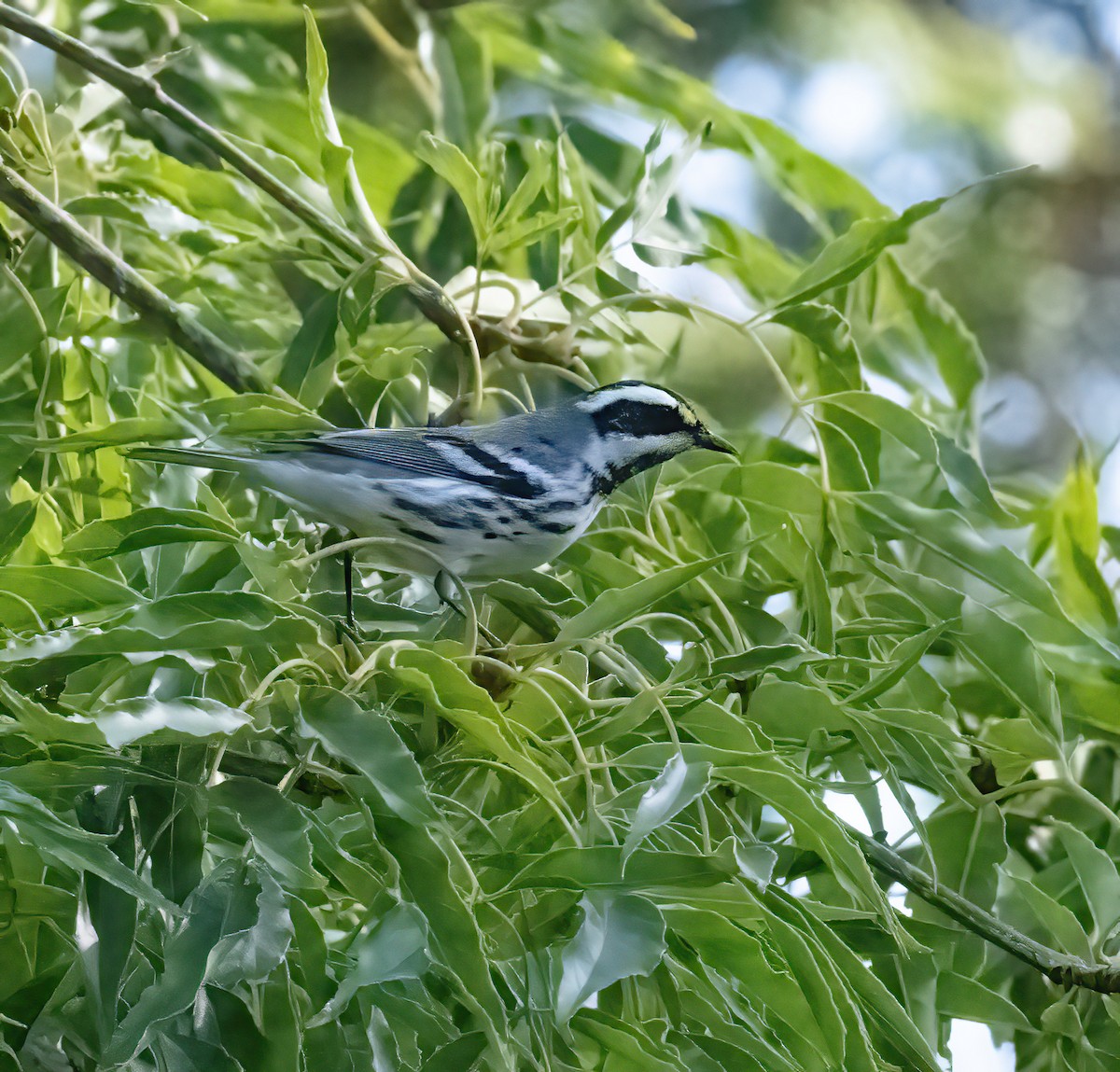 Black-throated Gray Warbler - ML608859821