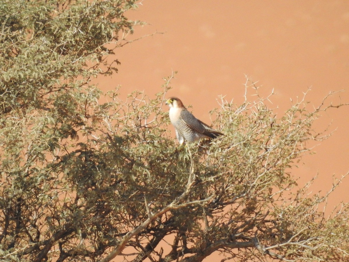 Red-necked Falcon - ML608859939