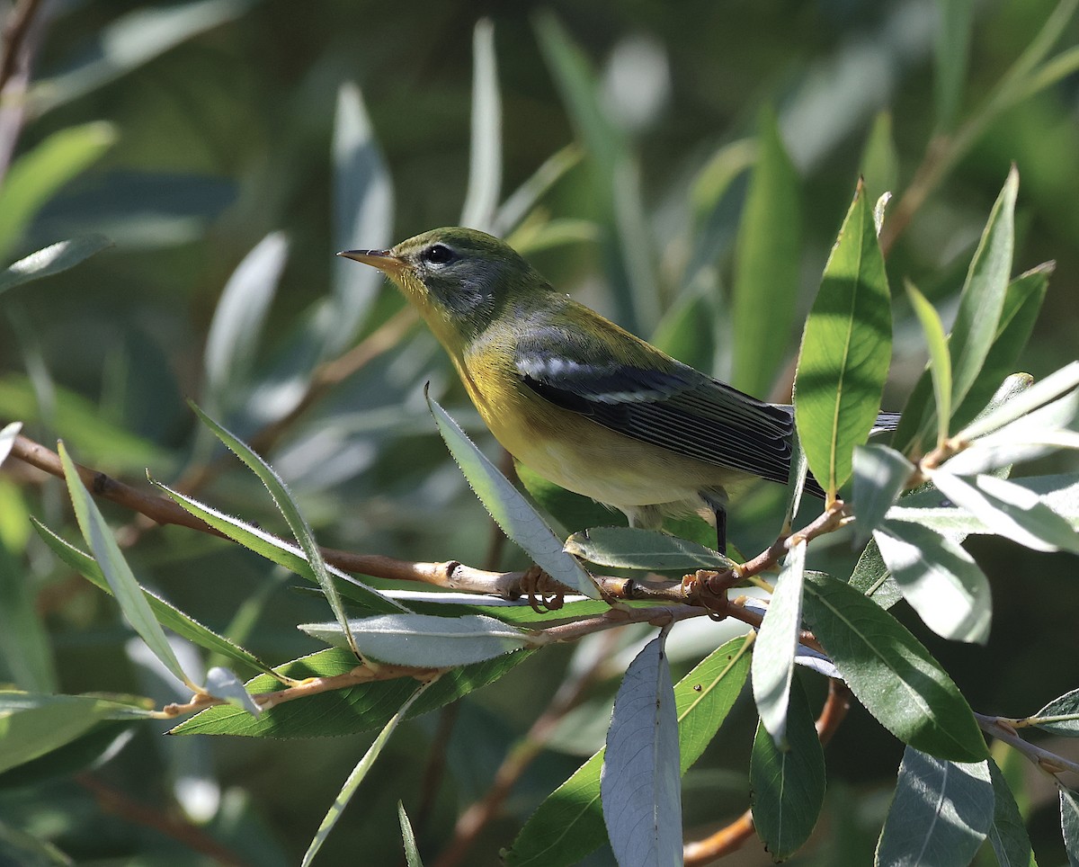 Northern Parula - Phil Mozel