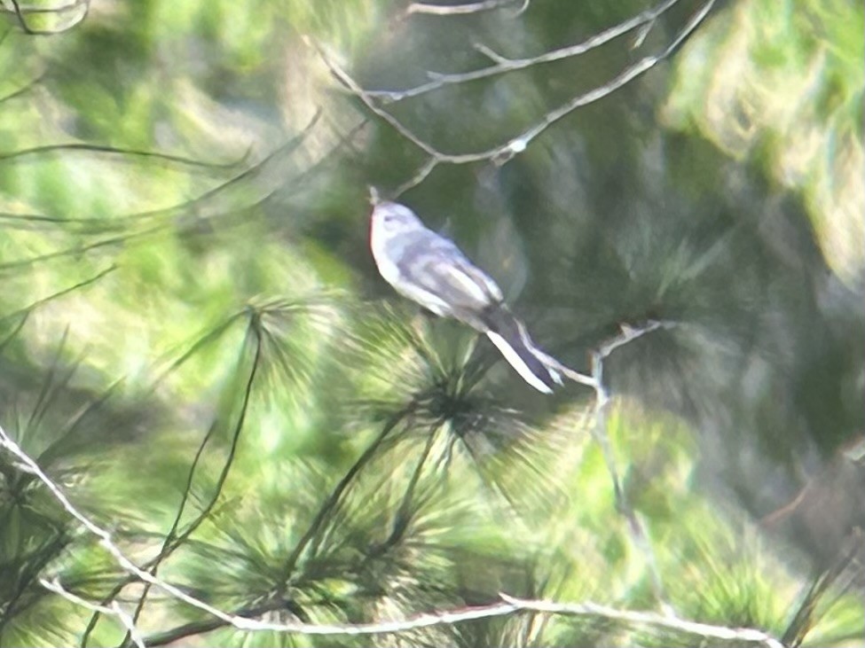 Blue-gray Gnatcatcher - ML608860121