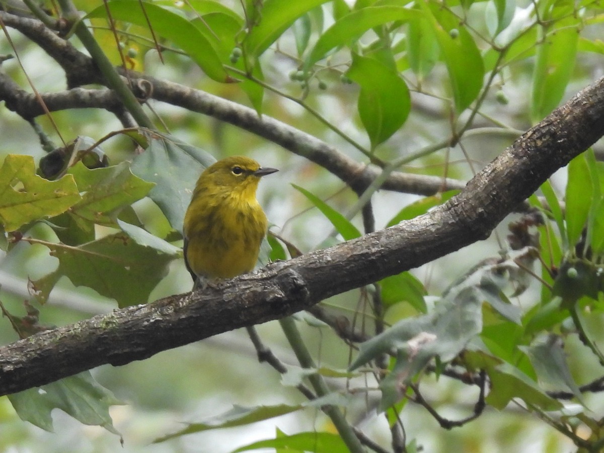 Pine Warbler - Jane Patterson