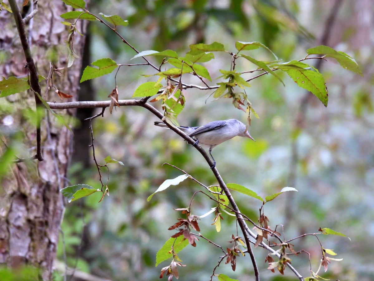 Blue-gray Gnatcatcher - Jane Patterson