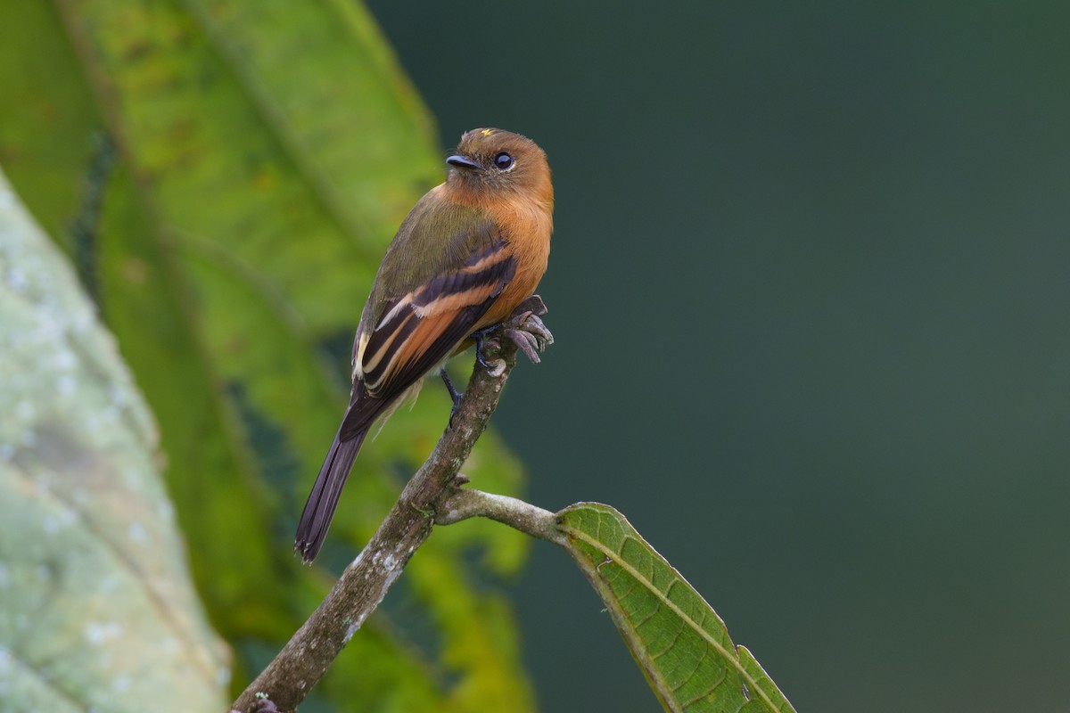 Cinnamon Flycatcher - Jeff Hapeman