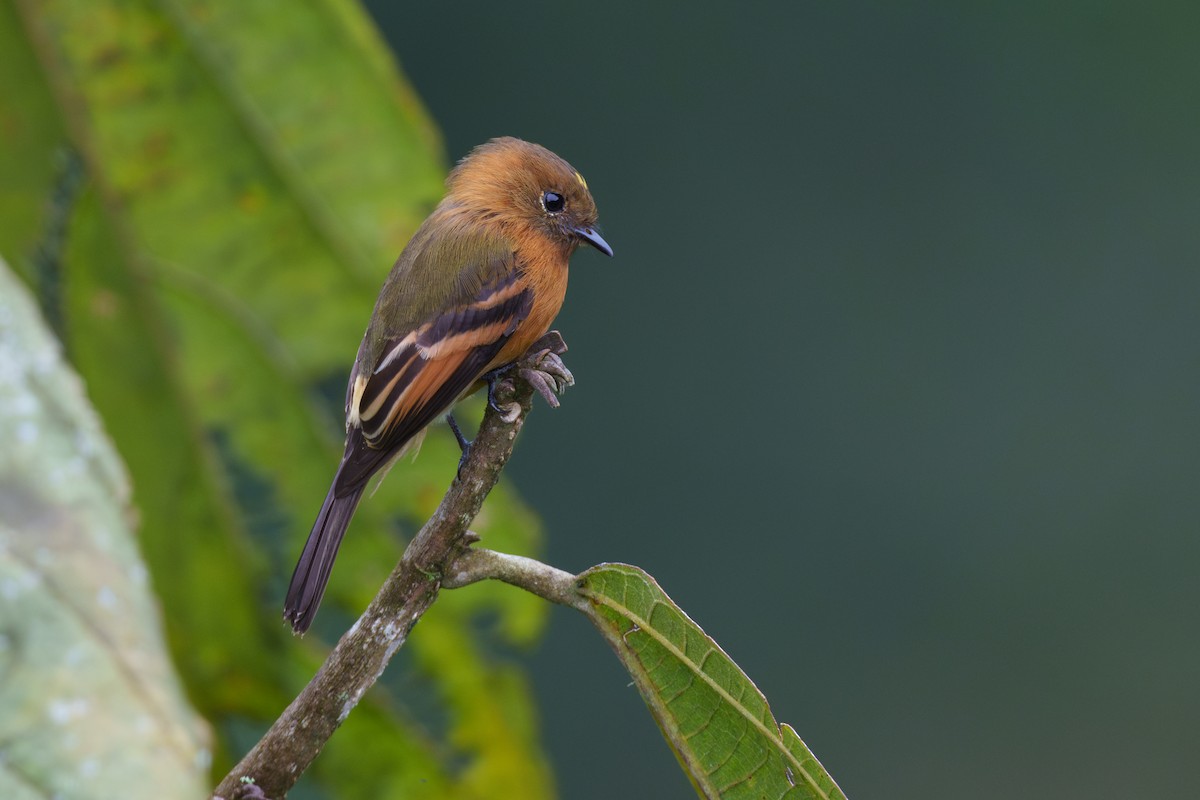 Cinnamon Flycatcher - Jeff Hapeman