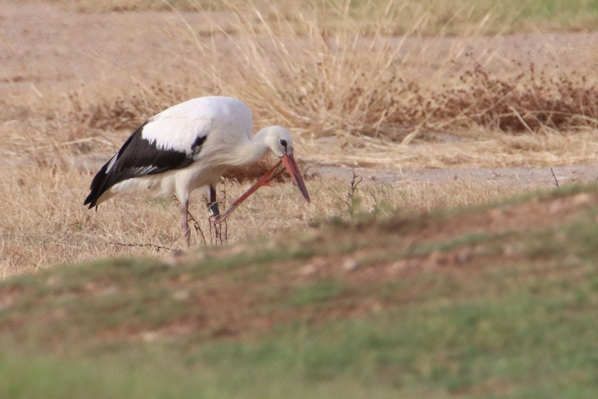 White Stork - ML608860303