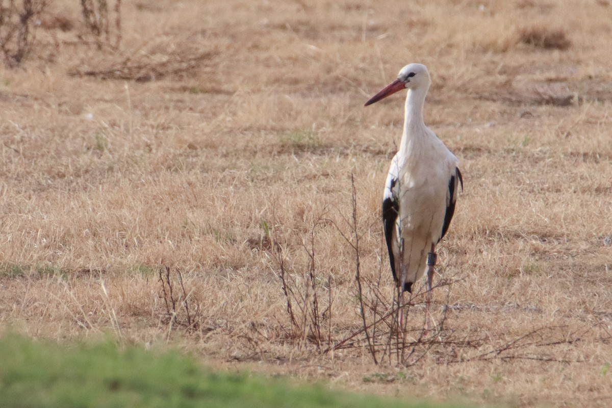 White Stork - ML608860304