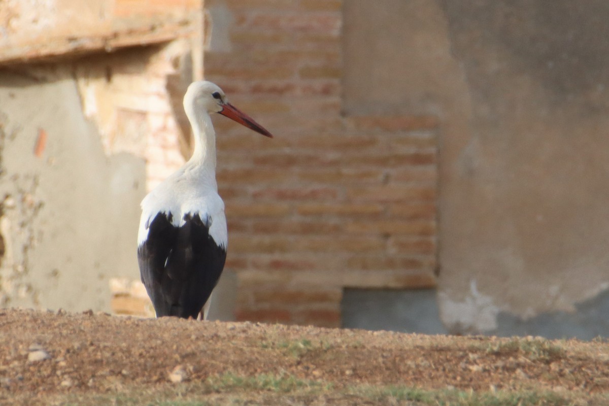 White Stork - ML608860305