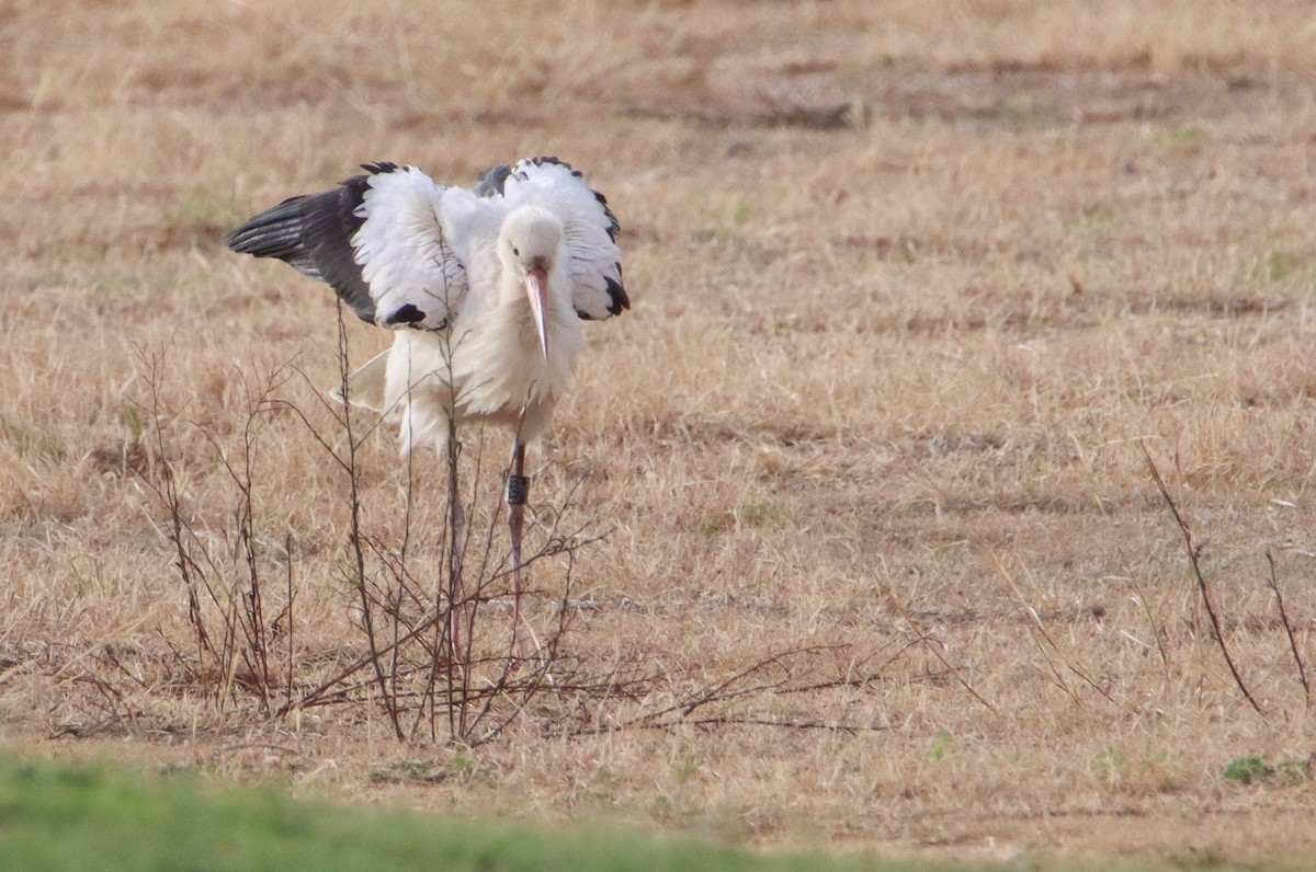 White Stork - ML608860314