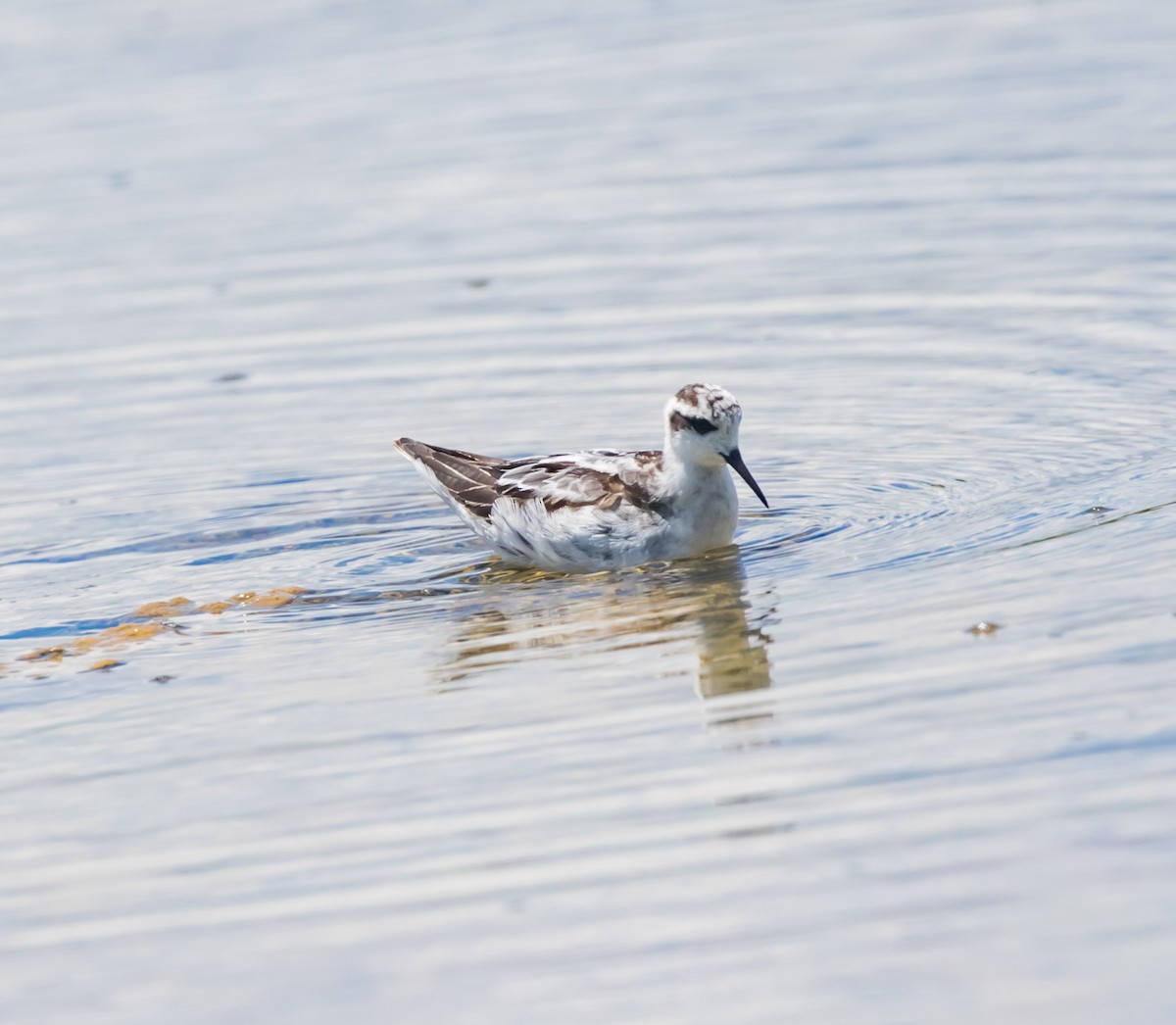 Phalarope à bec étroit - ML608860359