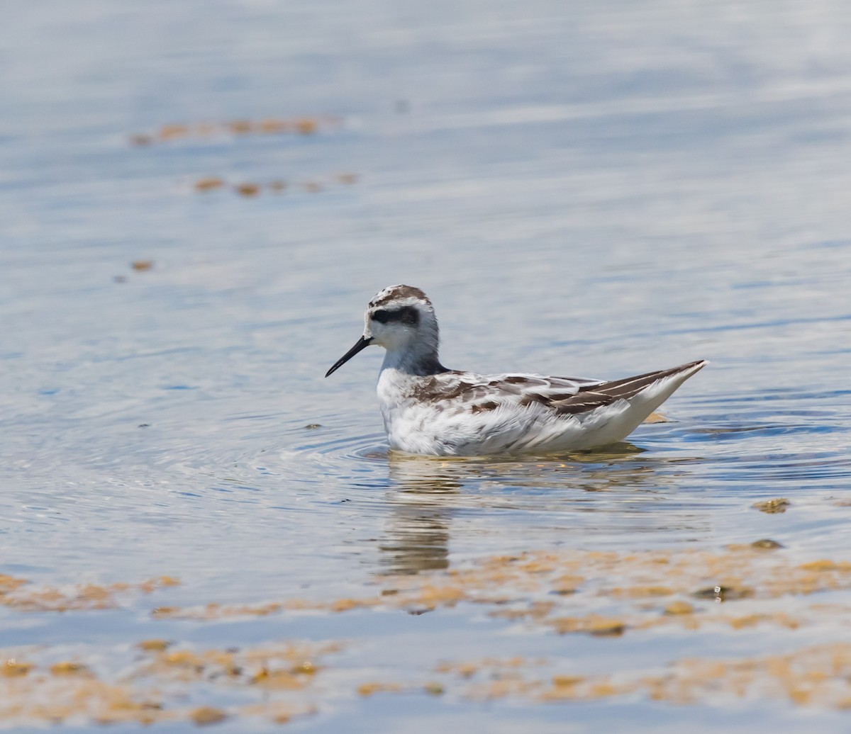 Phalarope à bec étroit - ML608860360