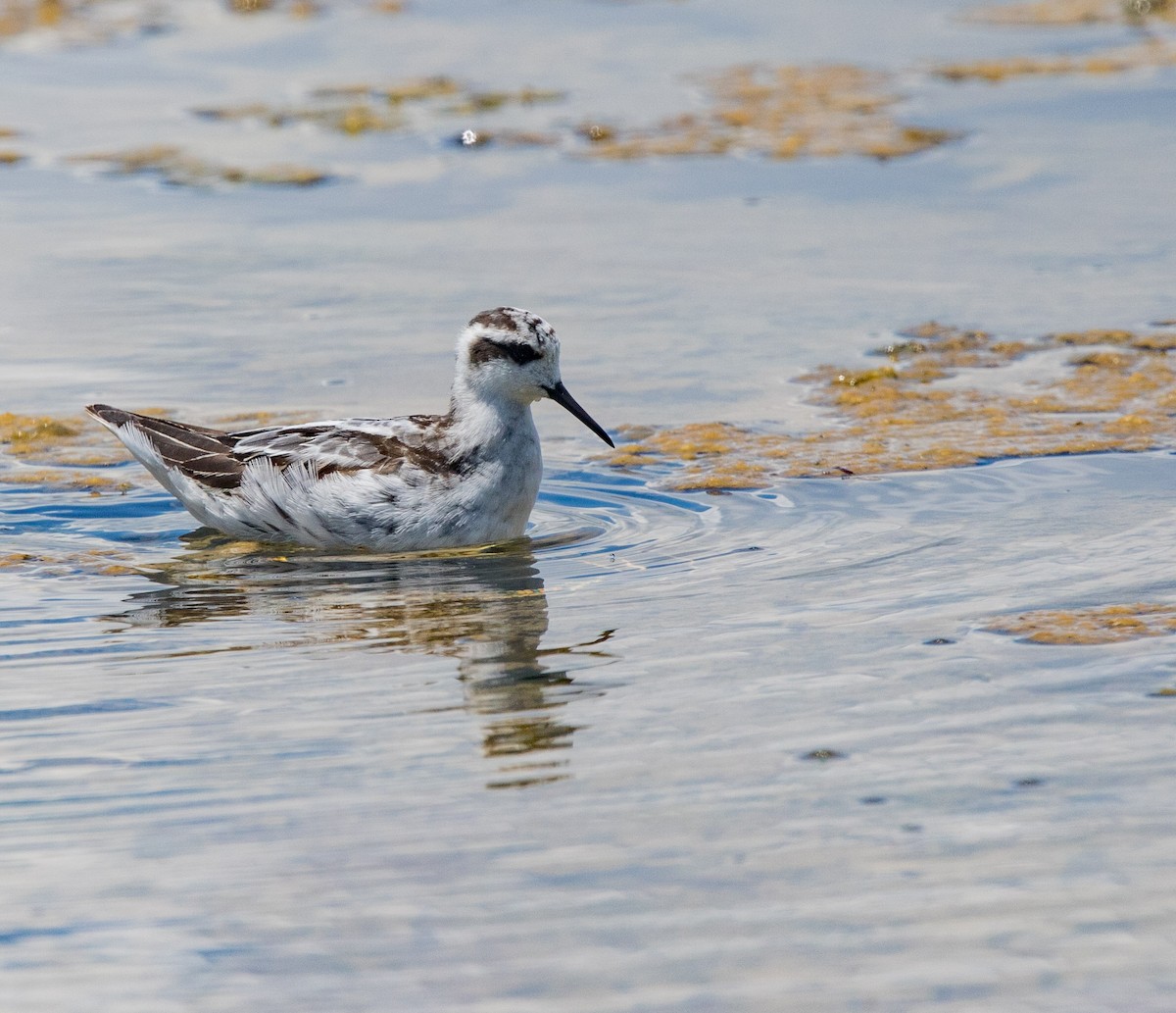 svømmesnipe - ML608860361