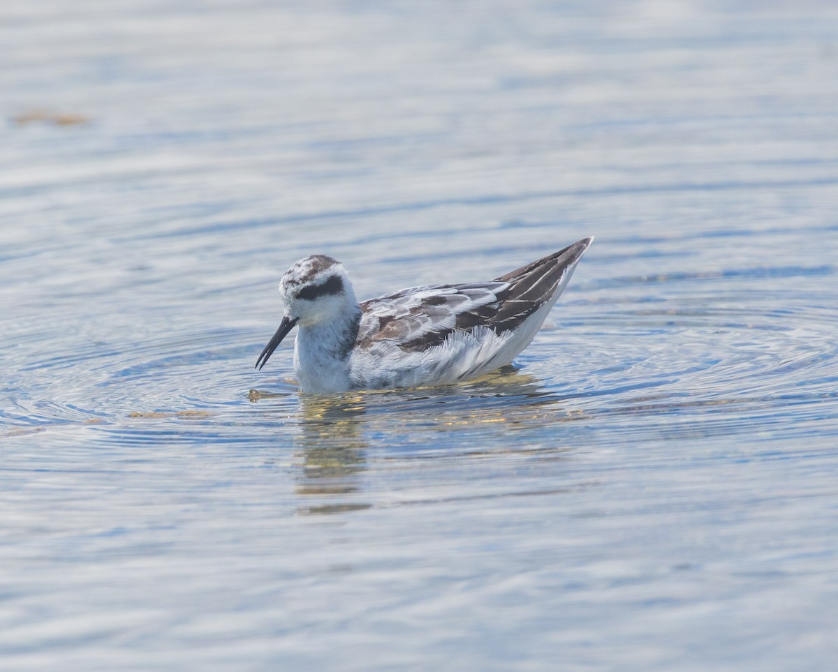 svømmesnipe - ML608860363