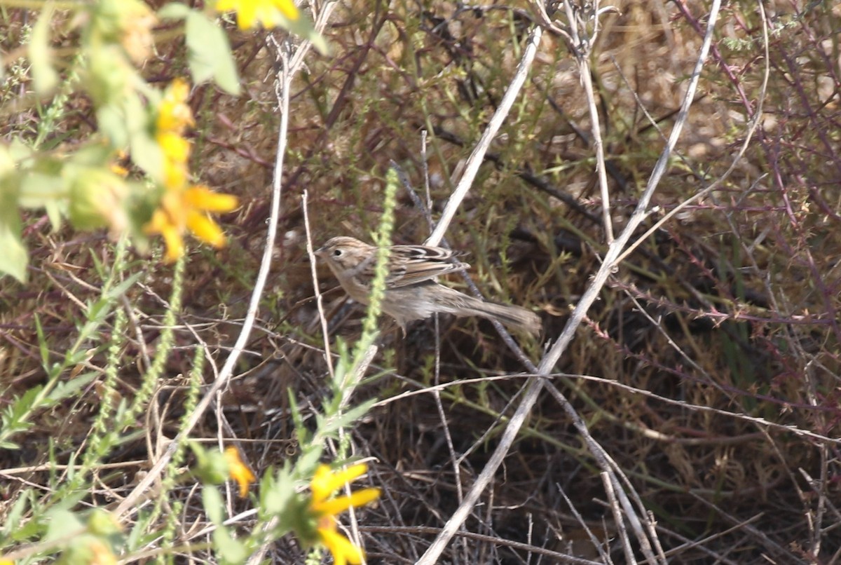 Brewer's Sparrow - ML608860392